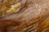 Freestanding, Polished Petrified Wood - Madagascar #384368-1